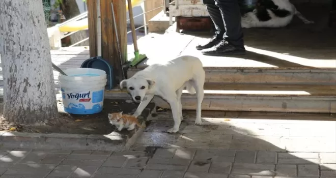 Amasya’da bir köpek, kedi yavrusuna annelik yapıyor