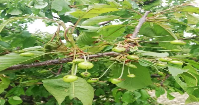Amasya’da  dolu ekili alanlarda hasara neden oldu