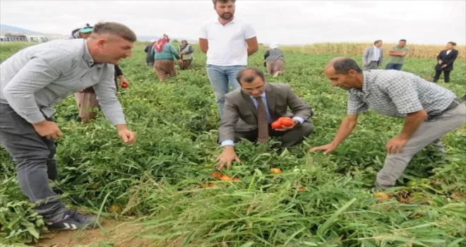 Amasya'da Domates Hasadı Tarla Günü etkinliği yapıldı