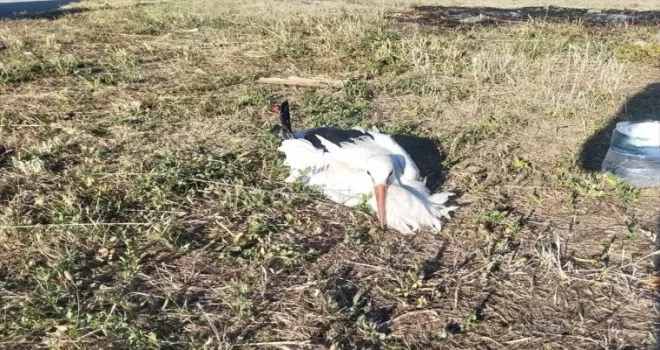 Amasya’da elektrik çarpan leyleğe itfaiye ekipleri müdahale etti