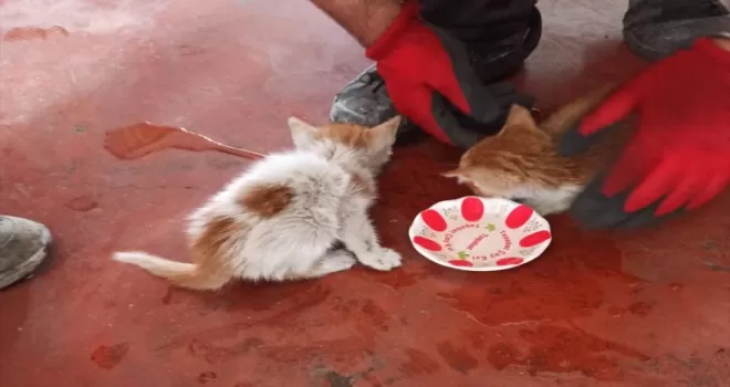 Amasya’da iki duvar arasına sıkışan kedi yavrularını itfaiye kurtarıldı