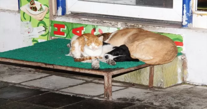 Amasya'da kedi ve köpeklerin dostluğu görenlerin dikkatini çekiyor