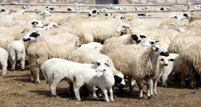 Amasya’da süt kuzularının anneleriyle buluşma anı görüntülendi