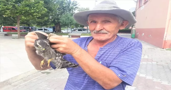 Amasya’da yaralı atmaca koruma altına alındı
