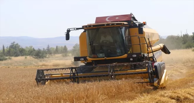 Amasya’nın Suluova ilçesinde yağışlar buğday ve arpa rekoltesini artırdı