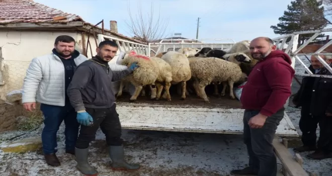 Amasyalı besiciler depremzedeler için hayvan bağış kampanyası başlattı
