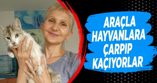 Araçla hayvanlara çarpıp kaçıyorlar