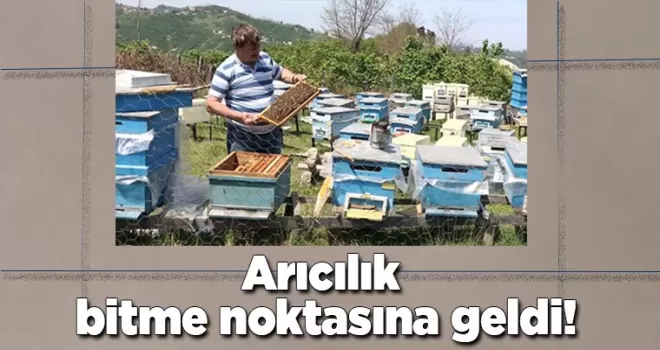 Arıcılık bitme noktasına geldi!