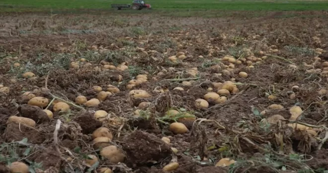 Artova’da 2 bin ton patates rekoltesi bekleniyor