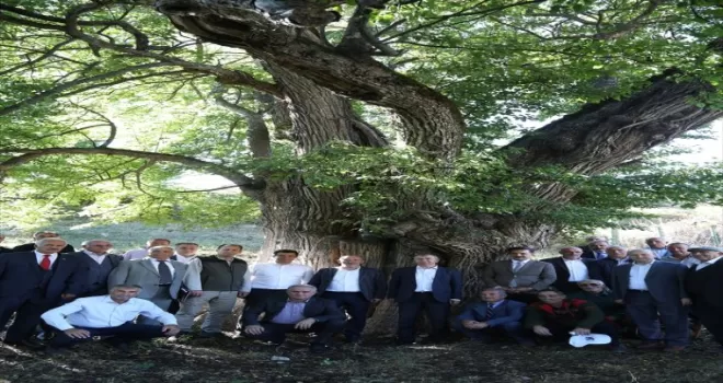 Artvin'de 1100 yıllık armut ağacında meyve hasadı yapıldı