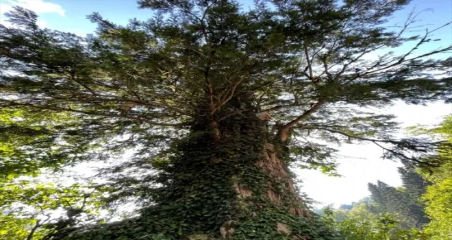 Artvin'de 1400 yıllık porsuk "anıt ağaç" olarak tescillenecek