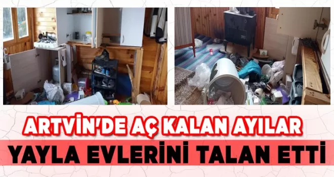 Artvin’de aç kalan ayılar yayla evlerini talan etti