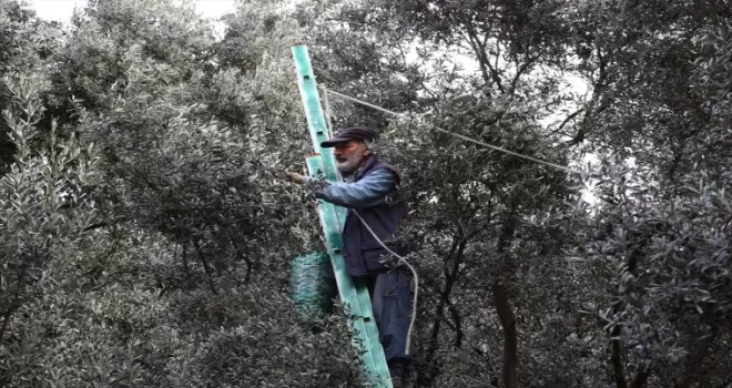 Artvin'de lezzet ödüllü "Butko zeytini"nin hasadı yapılıyor