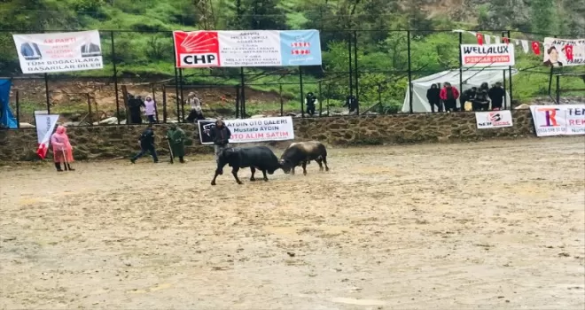 Artvin’de Sarıgöl Boğa Güreşleri düzenlendi