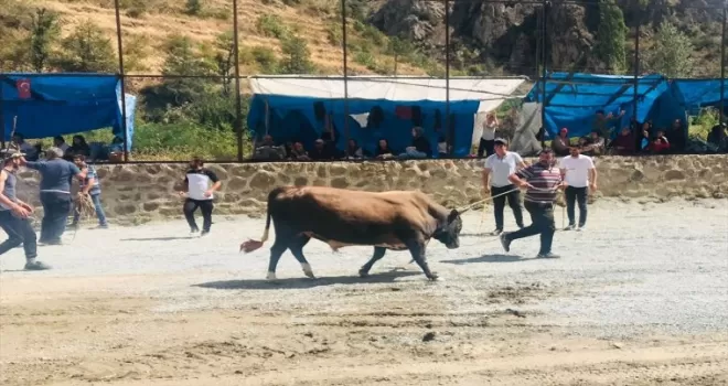 Artvin’de “Sarıgöl Vadisi Muhtarları Boğa Güreşleri Festivali“ düzenlendi