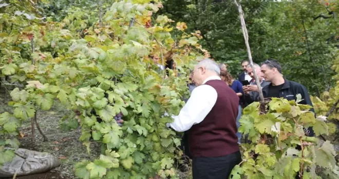 Artvin'de Vali Doruk, üzüm hasadı yaptı