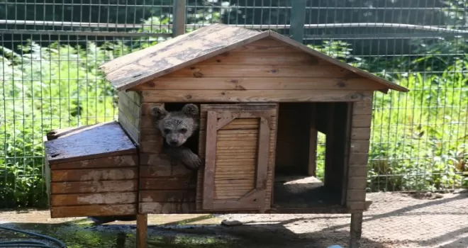 Ayı yavrusu “Paşa“ yaşamına Bursa’da devam edecek
