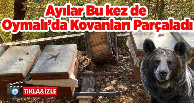 Ayılar Bu kez de Oymalı’da Kovanları Parçaladı
