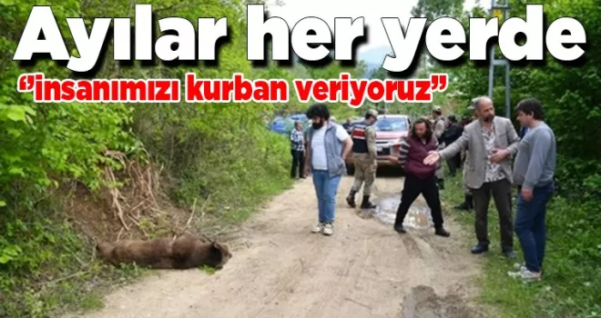 Ayılar her yeri sarmaya başladı