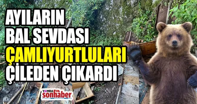 AYILARIN BAL SEVDASI ÇAMLIYURTLULARI ÇİLEDEN ÇIKARDI 