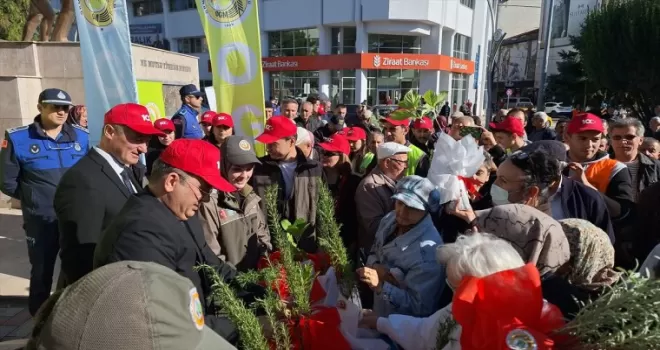 Bafra’da 40 bin 228 fidan dağıtıldı