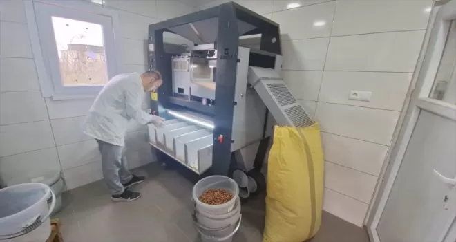Bafra’da fındık işleme tesisi kuruldu