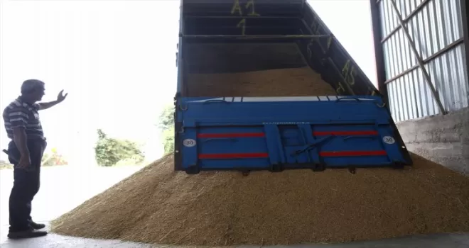 Bafra Ovası'nda 130 bin ton çeltik rekoltesi bekleniyor