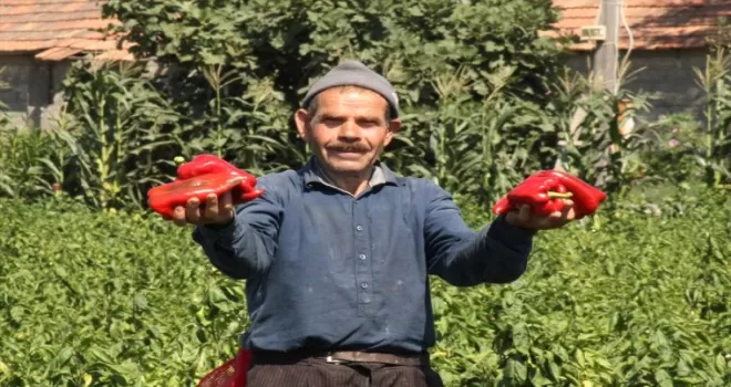 Bafra Ovası’nda 160 bin ton kapya biber rekoltesi bekleniyor