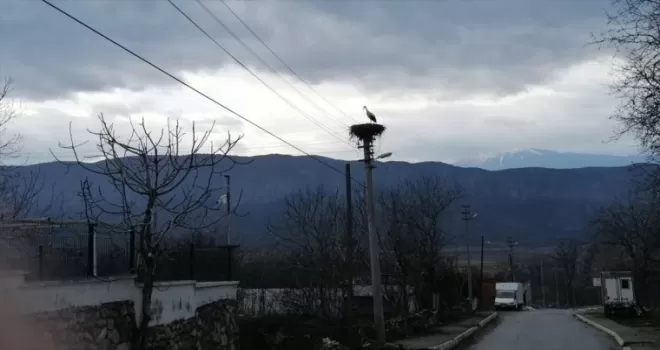 “Baharın müjdecisi“ leylekler Çorum’a gelmeye başladı