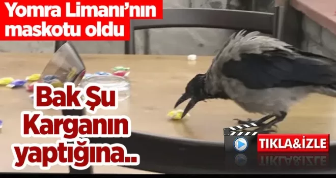Bak Şu Karganın Yaptığına 