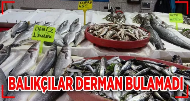 Balıkçılar derman bulamadı...