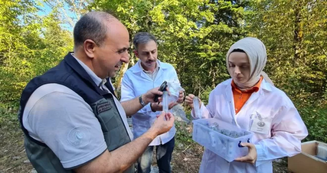 Bartın’da şimşir güvesiyle mücadele kapsamında faydalı böcek salımı yapıldı