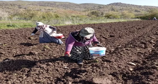 Başçiftlik’te beyaz patatesin ekimine başlandı