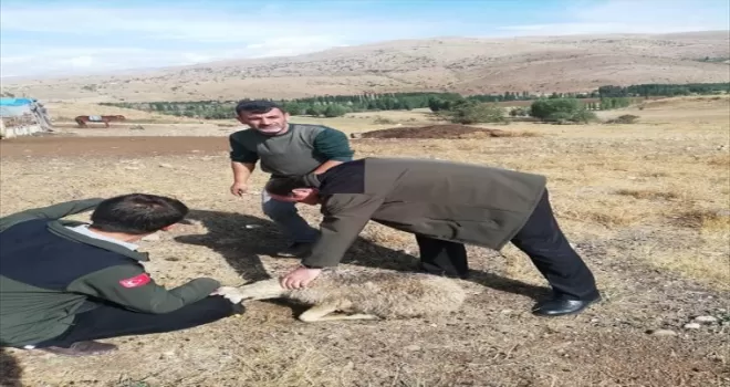 Bayburt'ta kurt saldırısı sonucu 12 küçükbaş hayvan telef oldu