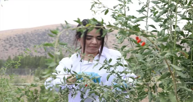 Bayburt'ta tarımsal üretim çeşitliliğini artırmak için çalışma yapılıyor