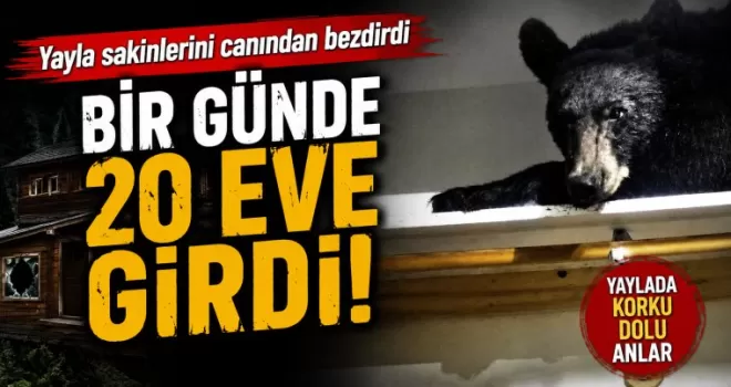 Bir günde 20 eve giren ayı yayla sakinlerini canından bezdirdi