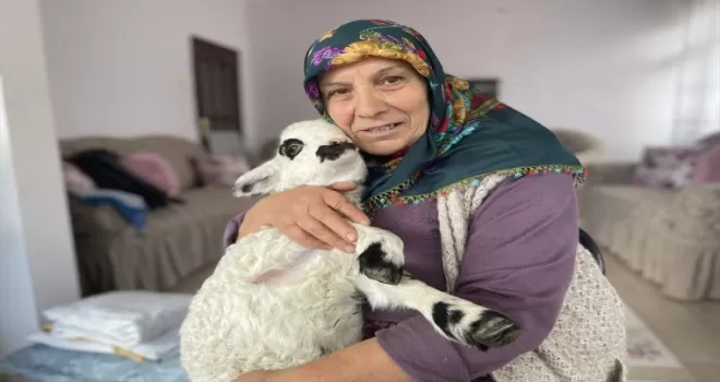 Bir haftalık kuzuya evlerinde bakıyorlar