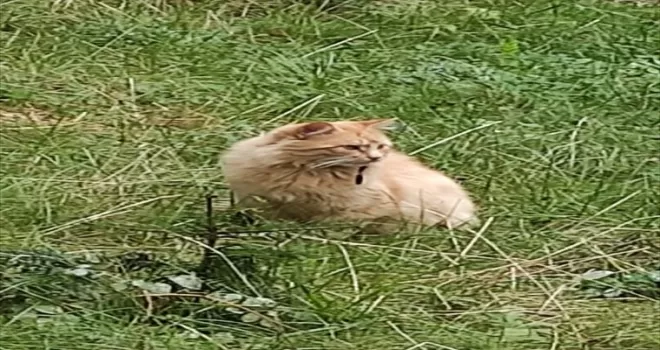 Bolu'da ağzına olta iğnesi batan kedi tedaviye alındı