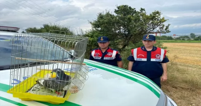 Bolu’da jandarmanın bitkin halde bulduğu güvercin tedavi edildi