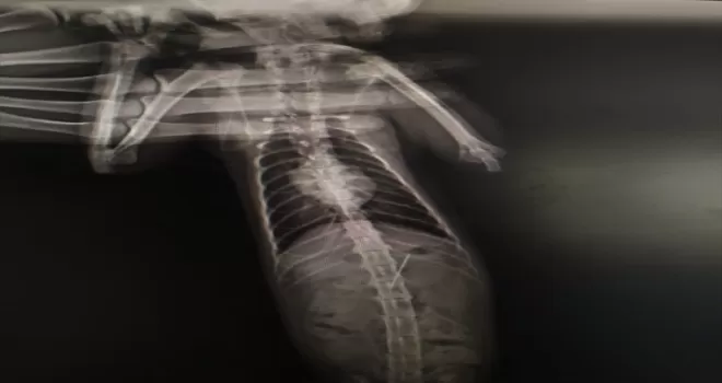 Bolu’da kedinin yuttuğu iğne endoskopiyle çıkarıldı