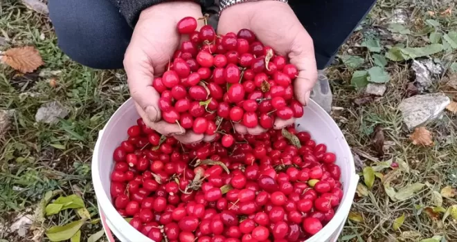 Bolu'da olgunlaşan alıç ve kızılcıklar köylülerce toplanıyor