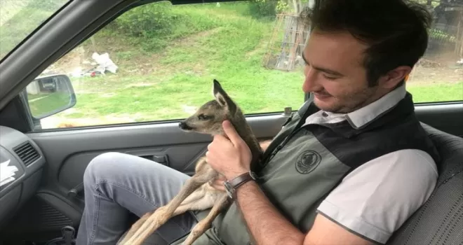 Bolu’da otluk alanda bulunan yavru karaca koruma altına alındı