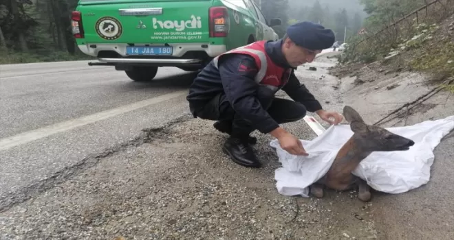 Bolu'da otomobilin çarptığı karaca tedaviye alındı