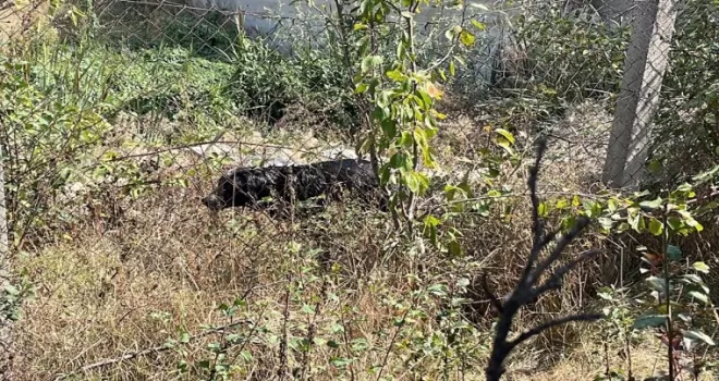Bolu'da su kuyusuna düşen köpeği itfaiye ekipleri kurtardı