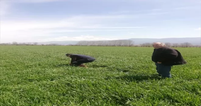 Bolu’da tarlalarda soğuk zararı ve kök çürüklüğüne rastlandı
