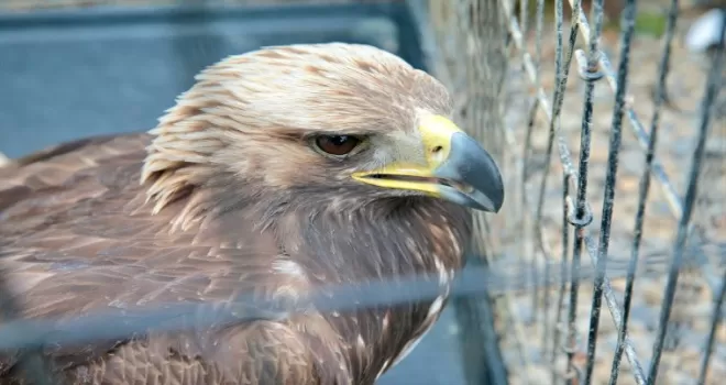 Bolu'da uçamayan "şah kartal" rehabilite edilecek