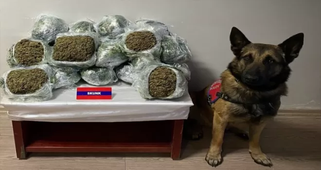 Bolu'da yolcu otobüsünde 20 kilo 500 gram skunk ele geçirildi