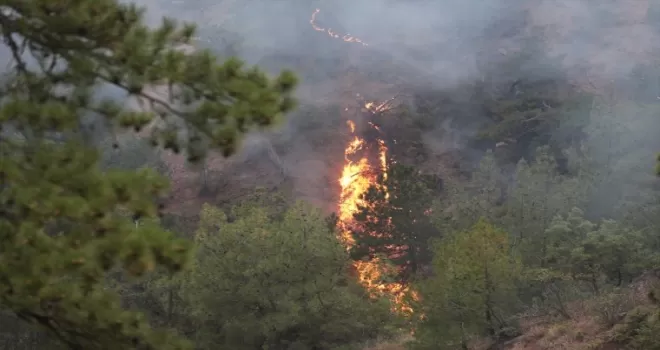 Bolu’nun Göynük ilçesinde çıkan orman yangınına müdahale ediliyor