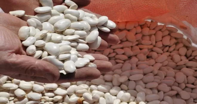 Bolu'nun tescilli Göynük bombay fasulyesinde hasat başladı