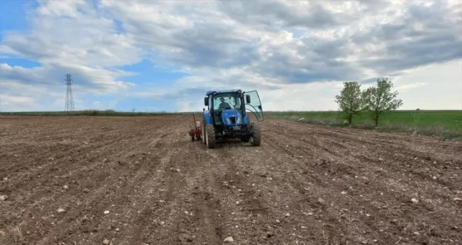 Boyabat’ta 1710 dekar alanda şeker pancarı ekimi yapıldı